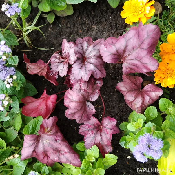 превью изображения отзыва