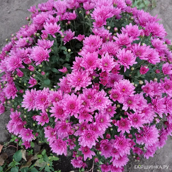 превью изображения отзыва