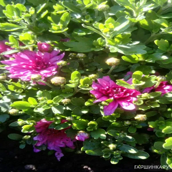 превью изображения отзыва