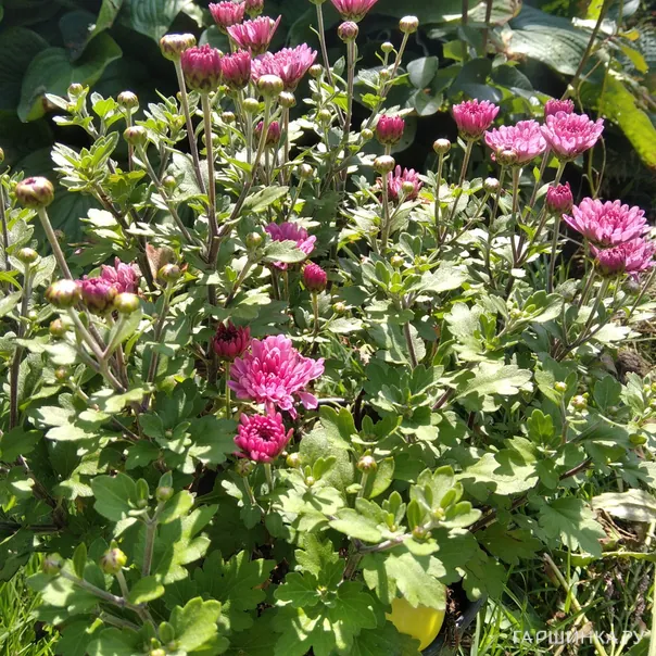 превью изображения отзыва