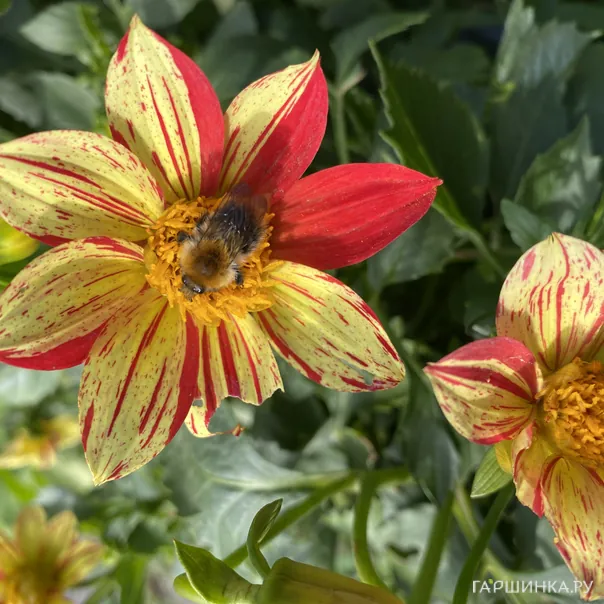 превью изображения отзыва