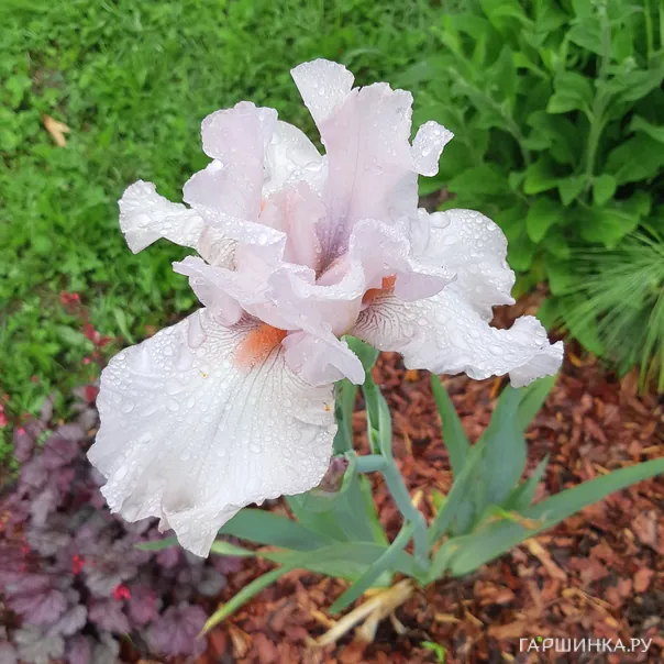 превью изображения отзыва