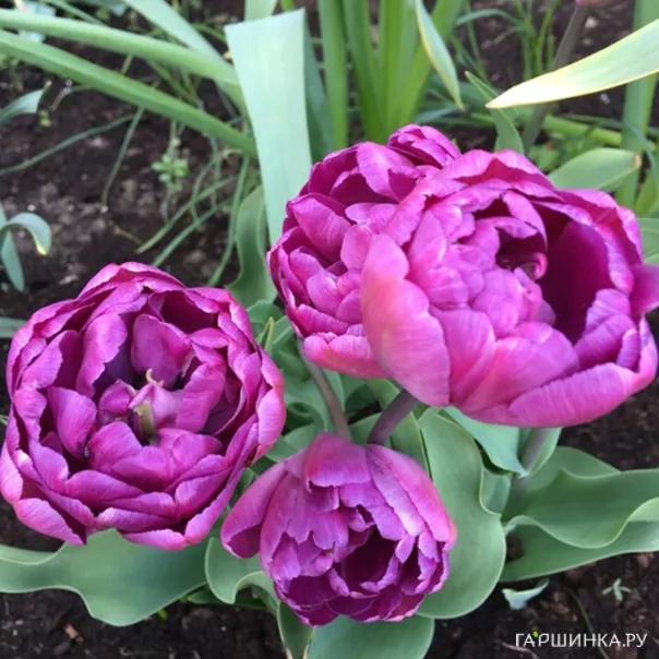 превью изображения отзыва