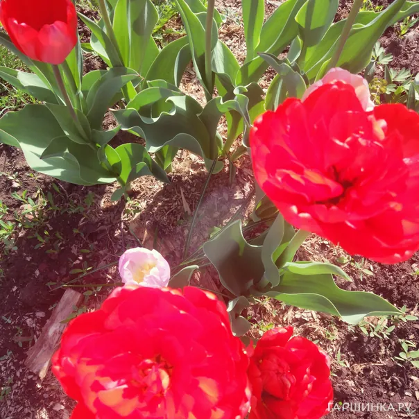 превью изображения отзыва