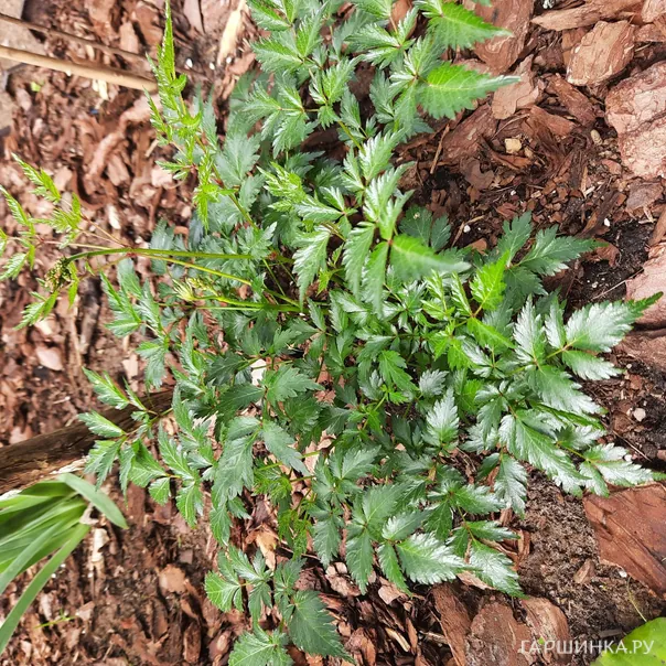 превью изображения отзыва