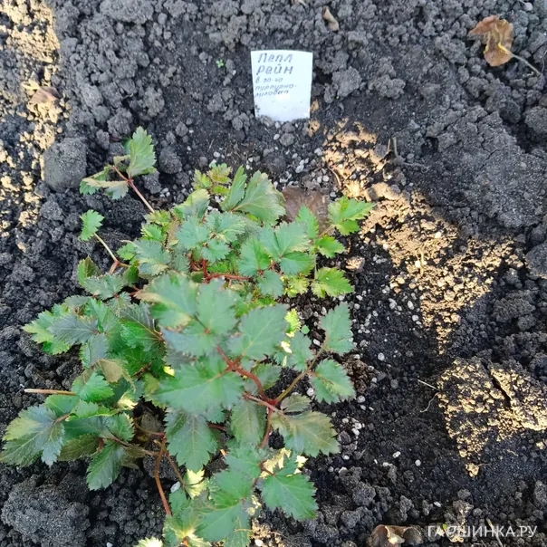 превью изображения отзыва