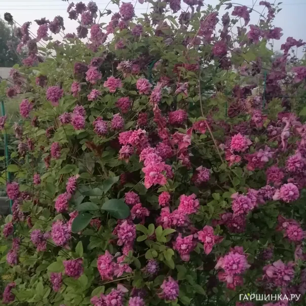 превью изображения отзыва