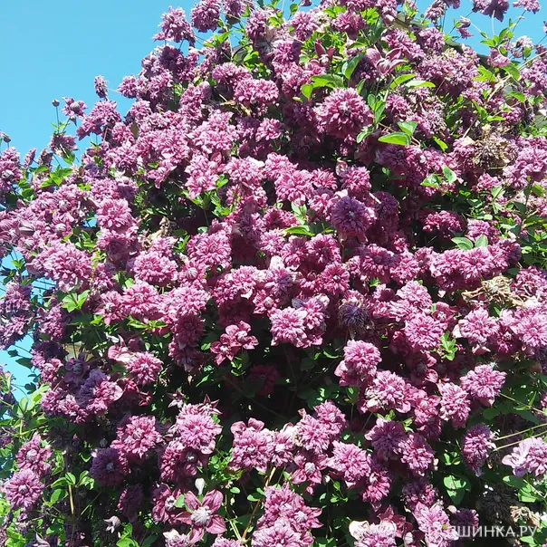 превью изображения отзыва