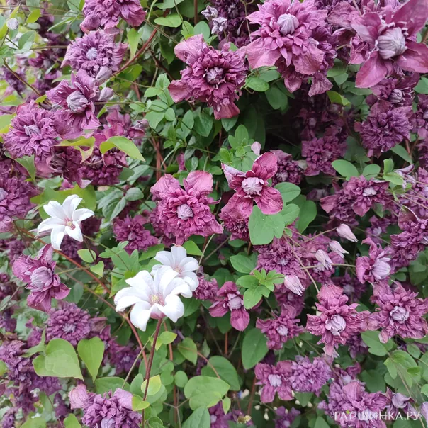 превью изображения отзыва