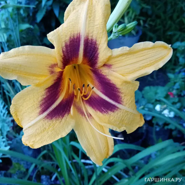 превью изображения отзыва