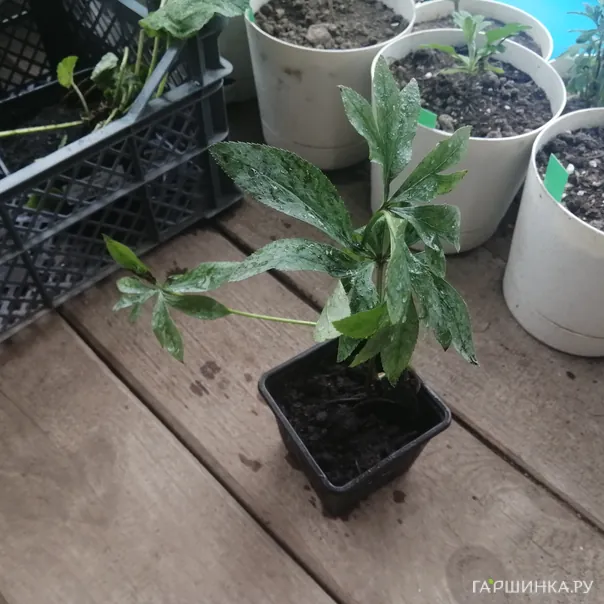 превью изображения отзыва