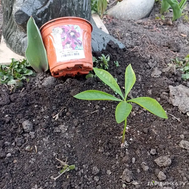 превью изображения отзыва