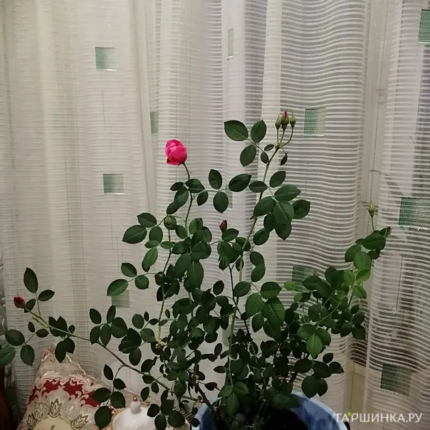 превью изображения отзыва