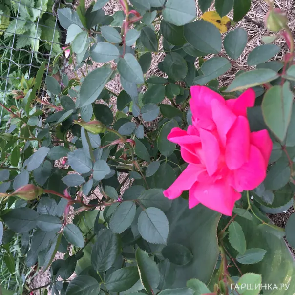 превью изображения отзыва