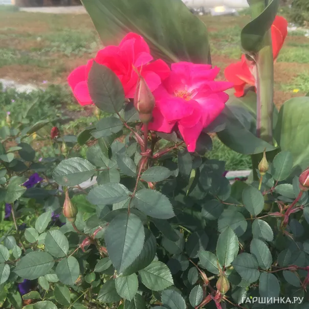 превью изображения отзыва