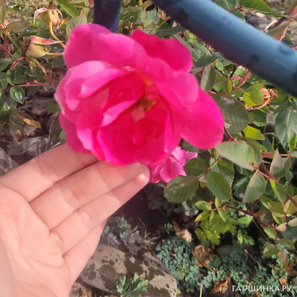 превью изображения отзыва