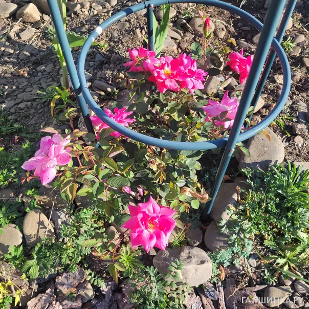 превью изображения отзыва