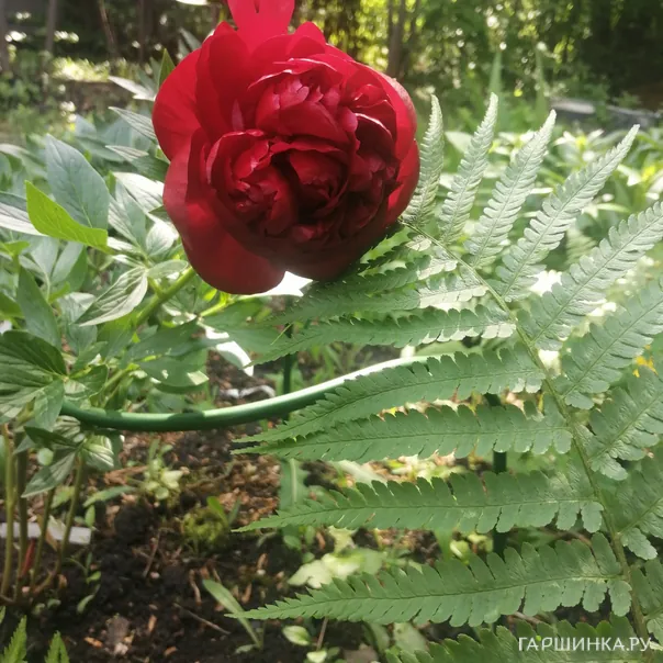 превью изображения отзыва