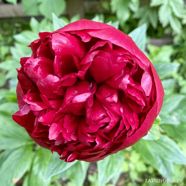 превью изображения отзыва