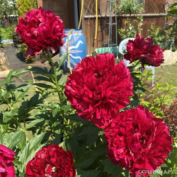 превью изображения отзыва