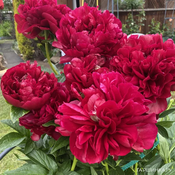 превью изображения отзыва