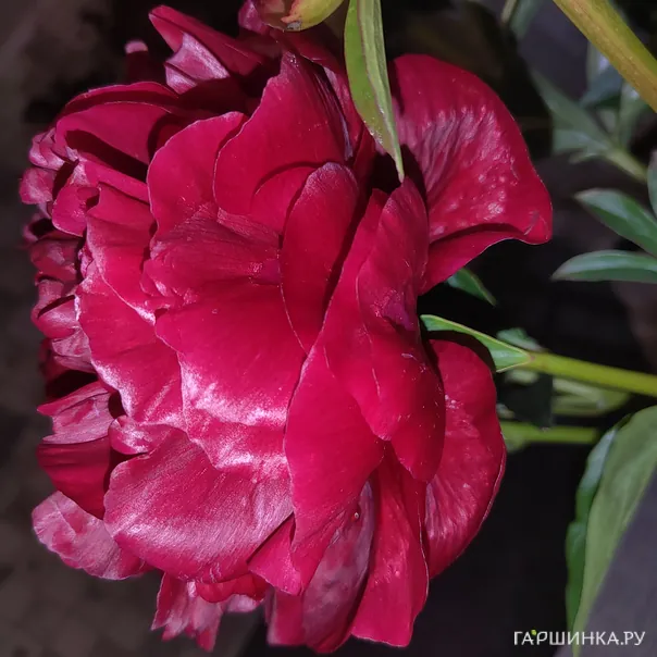 превью изображения отзыва