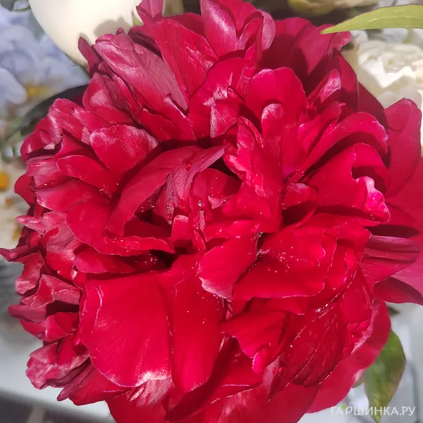 превью изображения отзыва