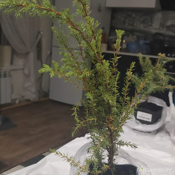 превью изображения отзыва