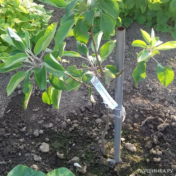 превью изображения отзыва