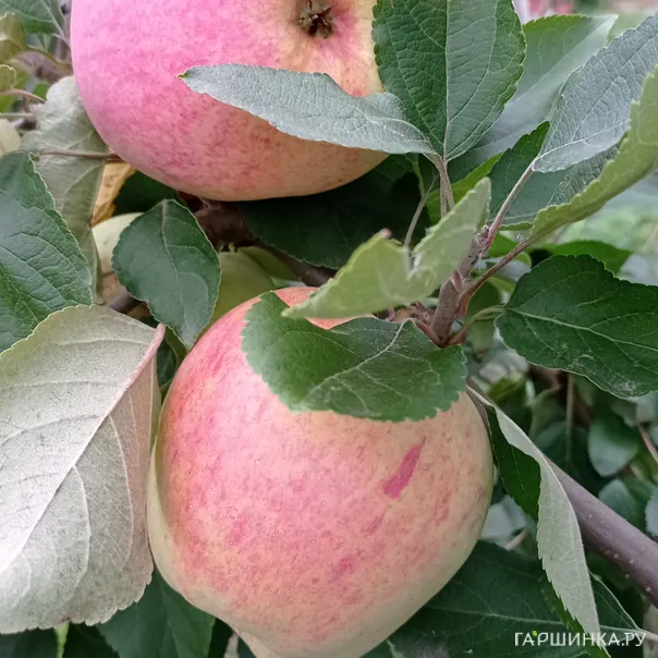 превью изображения отзыва