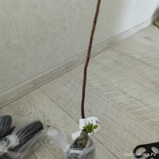 превью изображения отзыва