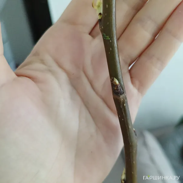 превью изображения отзыва