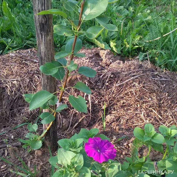 превью изображения отзыва