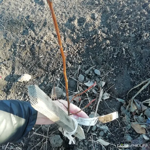 превью изображения отзыва