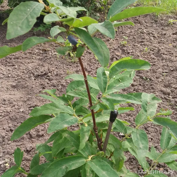 превью изображения отзыва