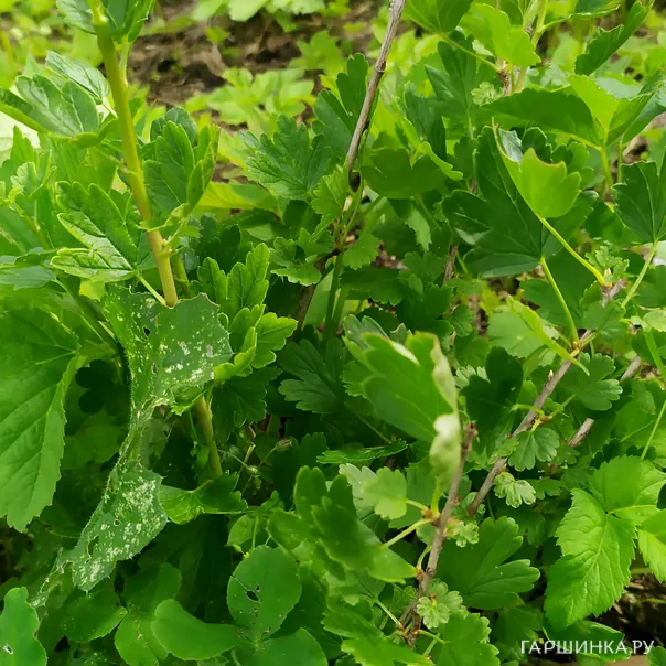 превью изображения отзыва