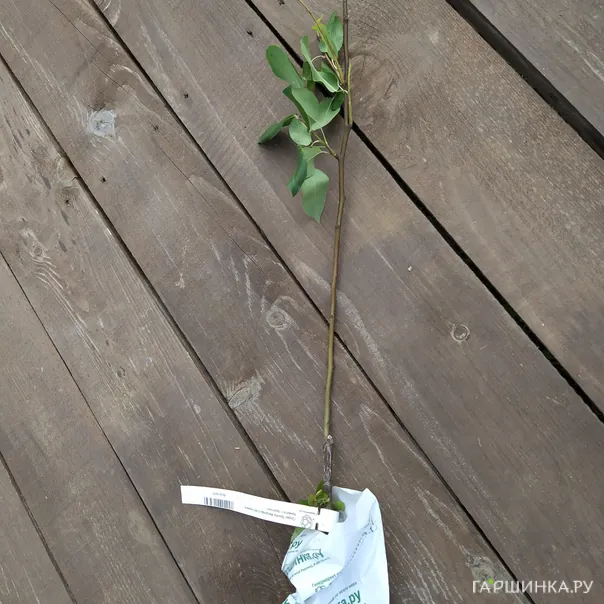 превью изображения отзыва