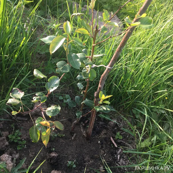 превью изображения отзыва