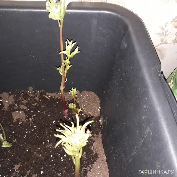 превью изображения отзыва