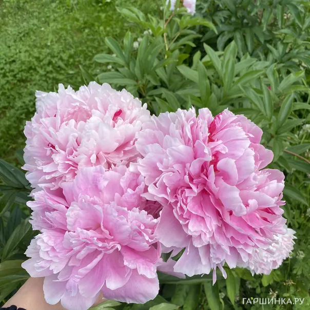 превью изображения отзыва