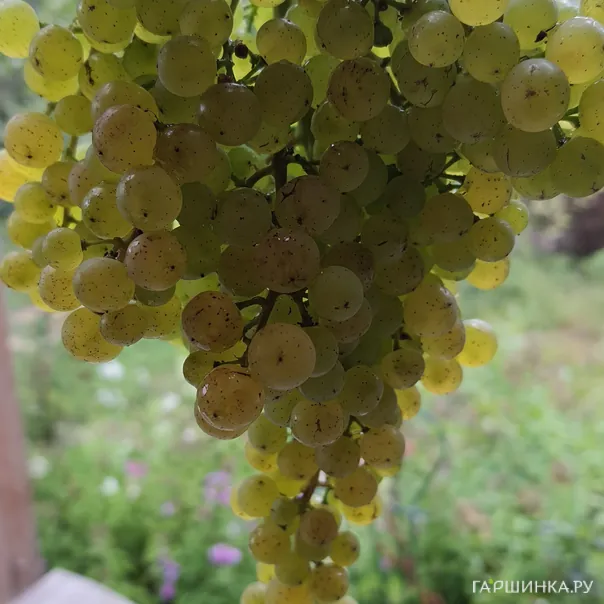 превью изображения отзыва