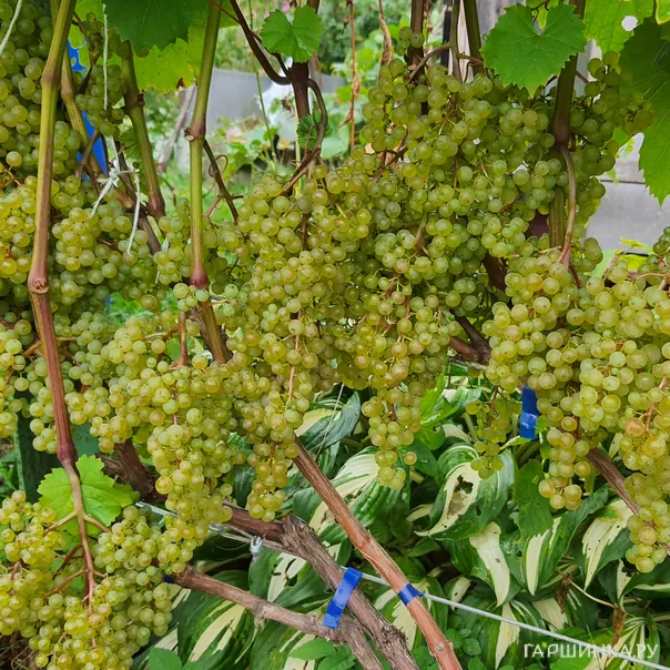 превью изображения отзыва