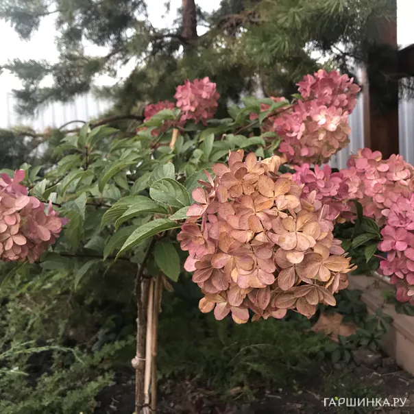 превью изображения отзыва