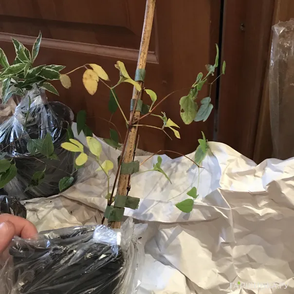 превью изображения отзыва