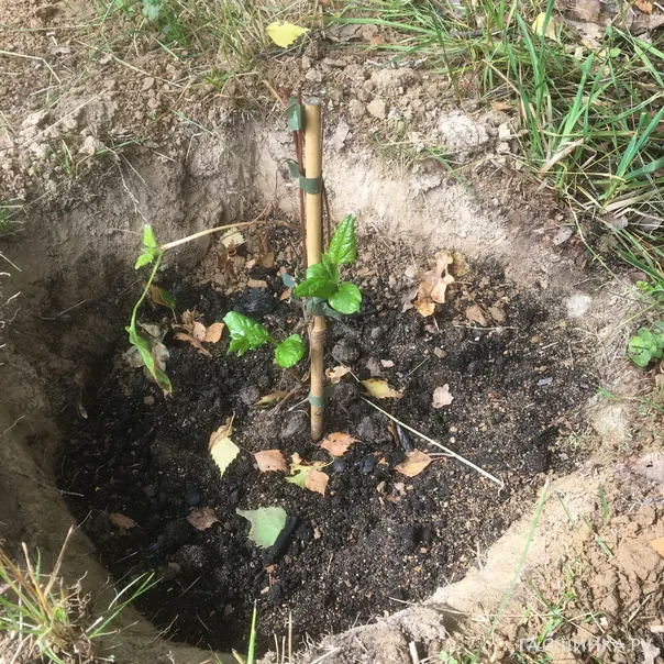 превью изображения отзыва