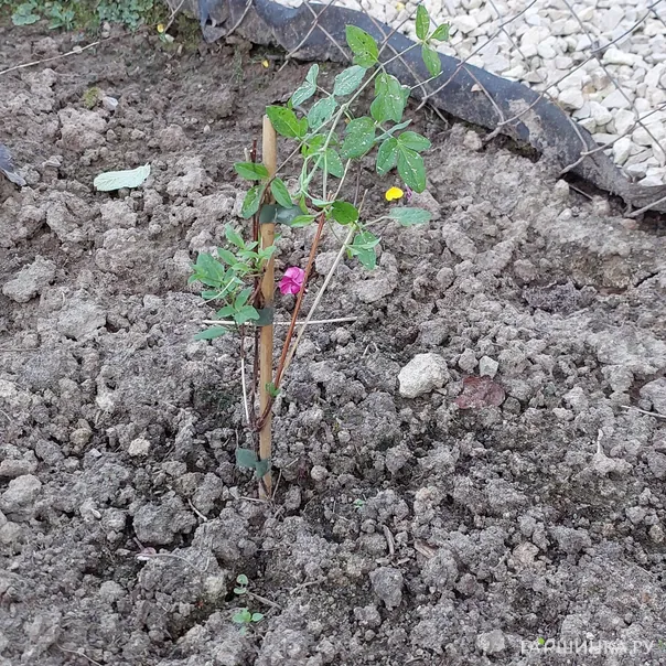 превью изображения отзыва