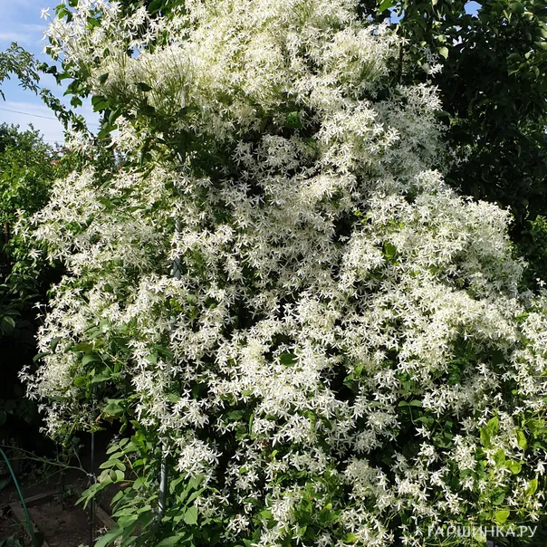 превью изображения отзыва