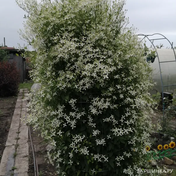 превью изображения отзыва