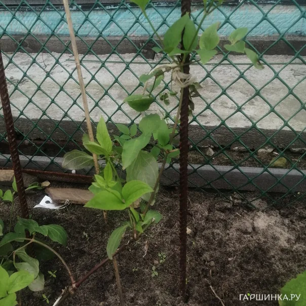 превью изображения отзыва