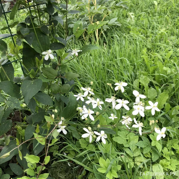 превью изображения отзыва